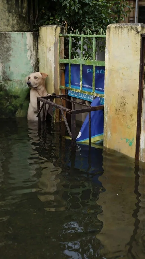 Only Her Head Was Above the Floodwater — Then a Rescue Boat Slowed Down Beside the Gate
