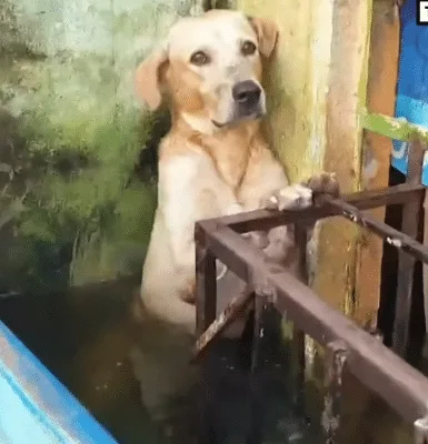 A rescuer in a boat reaching out gently toward a small golden dog clinging to a flooded metal gate