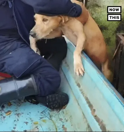 Marina, a small golden dog, resting safely after her rescue alongside the team that kept her