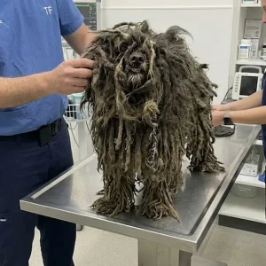Only His Eyes Showed Beneath the Mats — Then Rescuers Reached Murphy's Hallway Crate