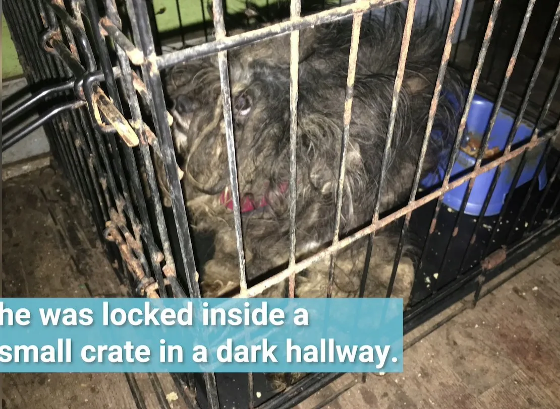 A small dog after grooming beside a large pile of matted fur that was shaved from his body