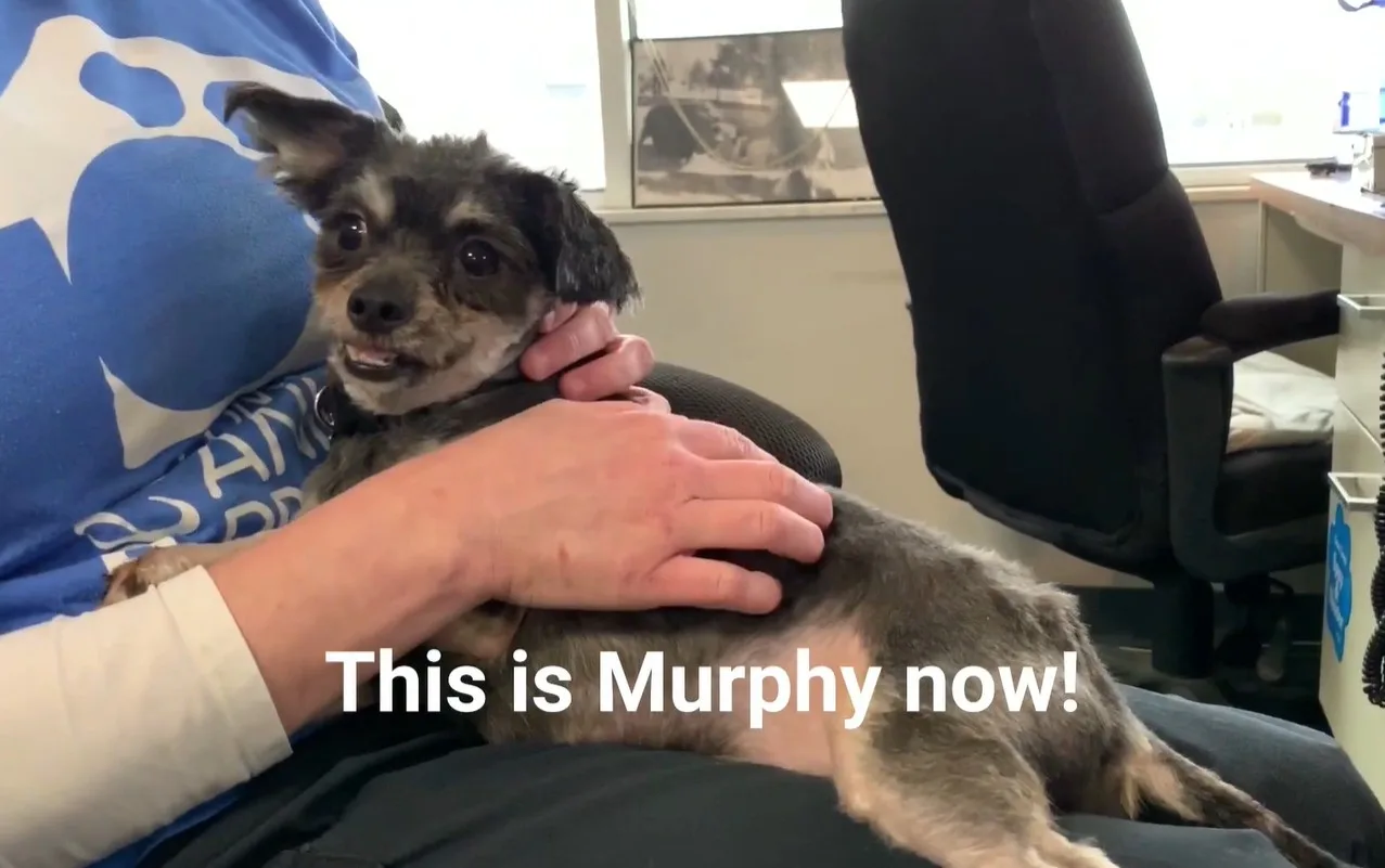 A small dog with a gap-toothed grin looking bright and playful after his recovery