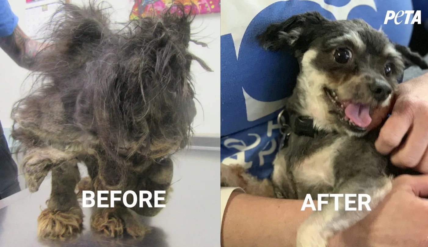 A small dog resting comfortably in a bright room with a soft bed after being adopted