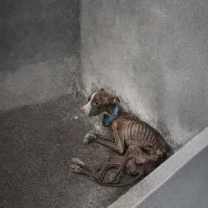 Pablo Lived in a Dark, Narrow Shelter and Could Barely Lift His Head — Then Rescuers Arrived