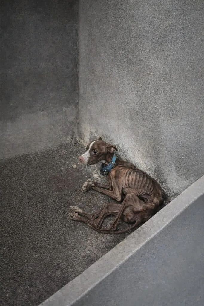 Pablo Lived in a Dark, Narrow Shelter and Could Barely Lift His Head — Then Rescuers Arrived