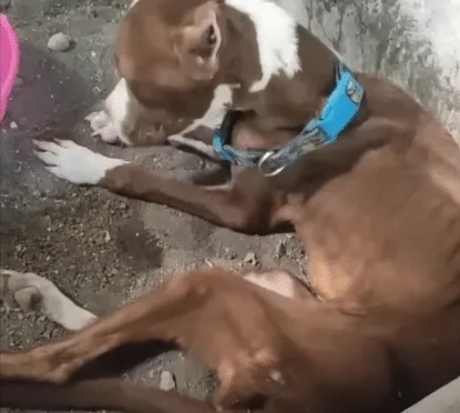 A weakened dog receiving veterinary care at a clinic during the early days of recovery