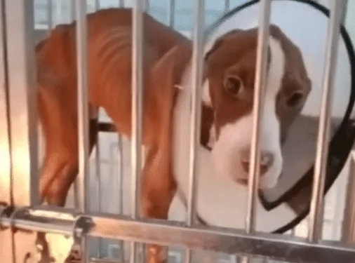 A recovering dog standing steadier and more alert in his new home with the person who kept him