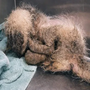 Parker the Shih Tzu Was Left Near a Dumpster After Years of Neglect — Then Shelter Workers Found Her