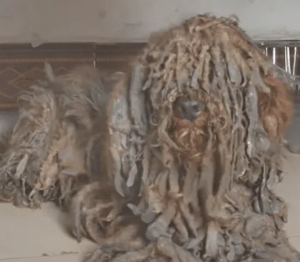 A rescued dog receiving a warm bath after the heaviest mats were cut away, with the water turning dark