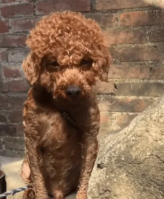 A tiny light-brown Poodle with bright eyes after grooming and a meal, standing calmly indoors