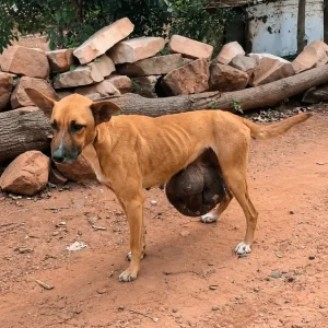 Rubi Was Carrying an 8-Kilogram Tumor When Rescuers Found Him — Then His Heart Stopped on the Operating Table