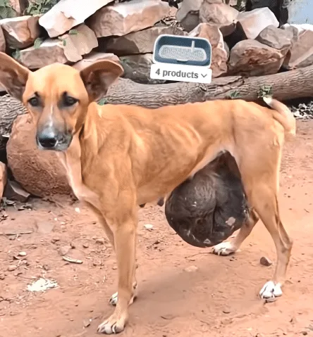 Rubi the dog recovering after surgery and standing again with the help of caregivers
