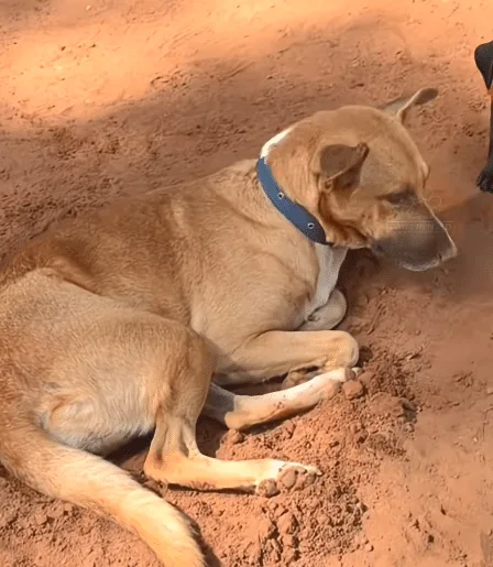 Rubi the dog resting comfortably with his adoptive family in his new home
