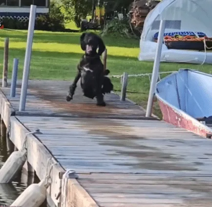 Rupert wearing a flotation vest as he swims comfortably in the water