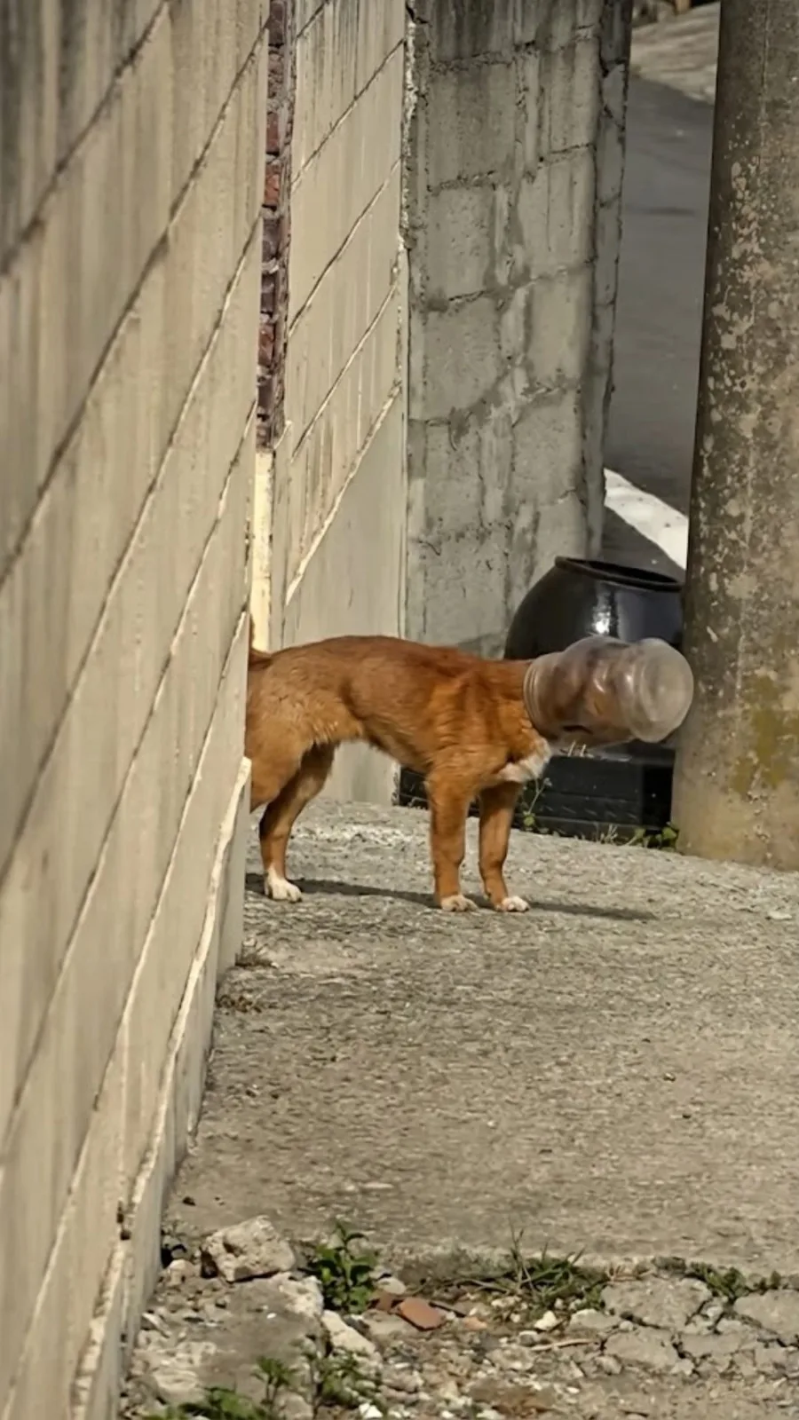 Sandy Spent 21 Days With His Head Sealed in a Plastic Jar — Then a Rainy-Day Trap Changed Everything