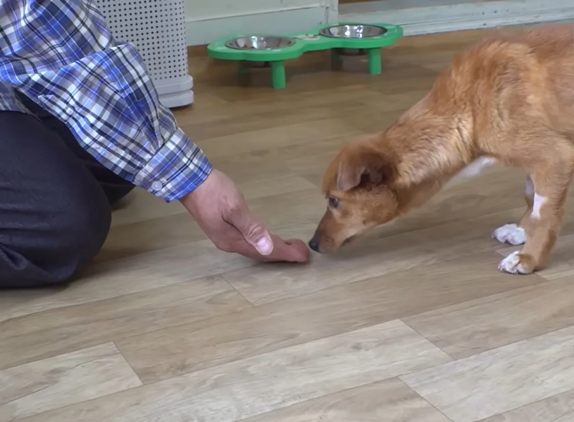 A rescued dog following a line of treats from his kennel toward his guardian