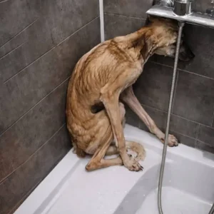 Screech Was Found Barely Moving In A Garbage-Filled Ditch — Then One Stranger Stopped