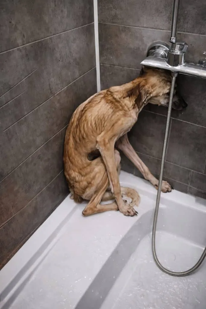 Screech Was Found Barely Moving In A Garbage-Filled Ditch — Then One Stranger Stopped