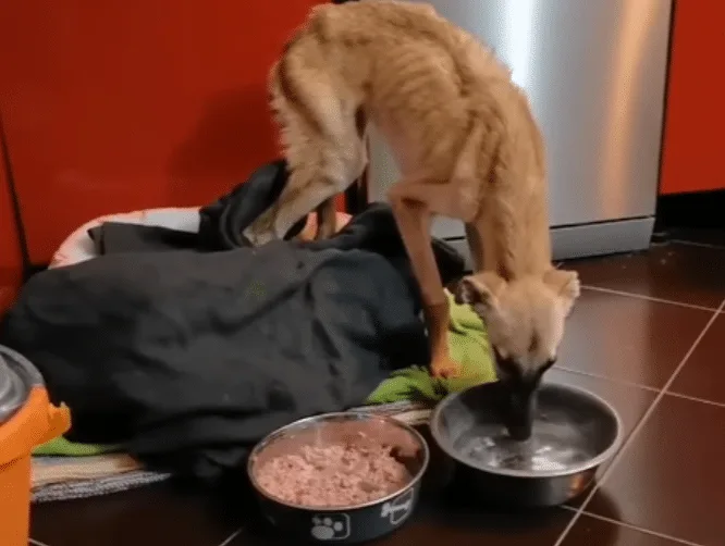 Young Greyhound mix walking calmly beside its caregiver inside a comfortable home