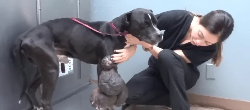 Shadow the dog recovering after surgery with his leg wrapped in a bandage