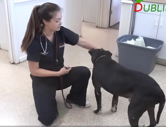 Shadow the dog looking healthier with a shiny black coat a month after his rescue