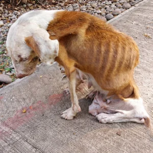 She Couldn’t Lift Her Head While Tied Outside — Then Someone Finally Stopped