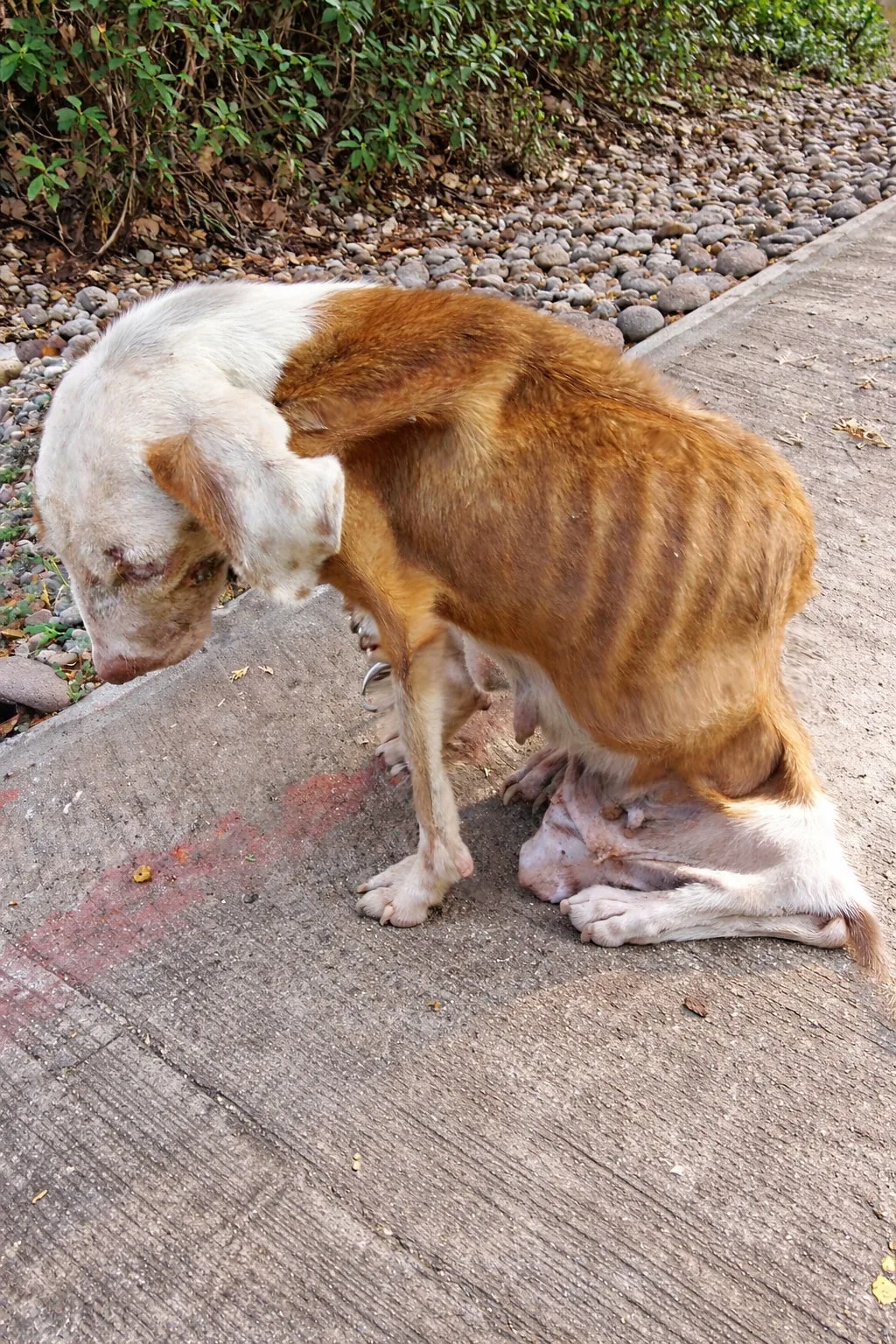 She Couldn’t Lift Her Head While Tied Outside — Then Someone Finally Stopped