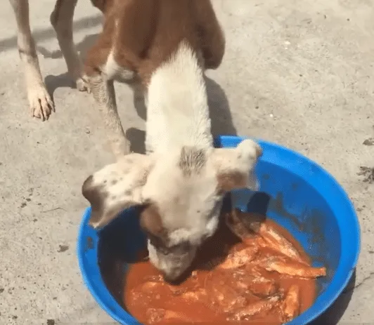 A recovering dog receiving gentle care at a veterinary clinic