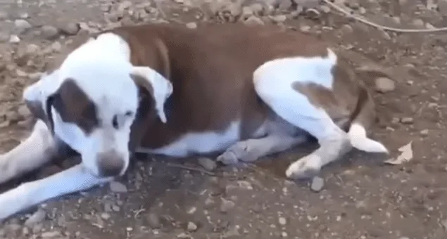 A rescued dog resting comfortably with her new family at home