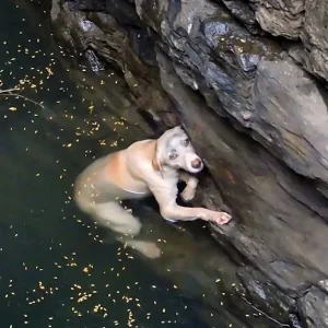 She Fell Into a Narrow Well With No Way Out — Then Someone Heard Her Below