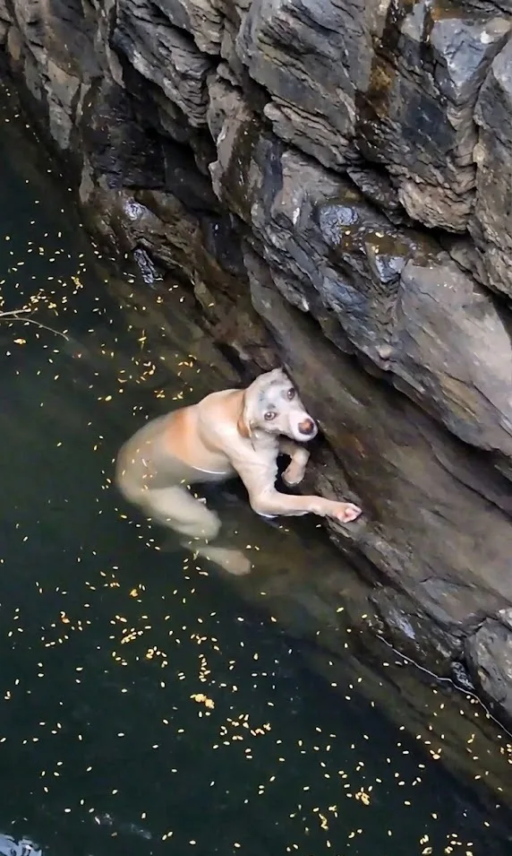 She Fell Into a Narrow Well With No Way Out — Then Someone Heard Her Below