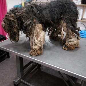 Silent Under A Heavy Coat Of Hardened Fur, A Tiny Dog Stopped Responding Mid-Rescue