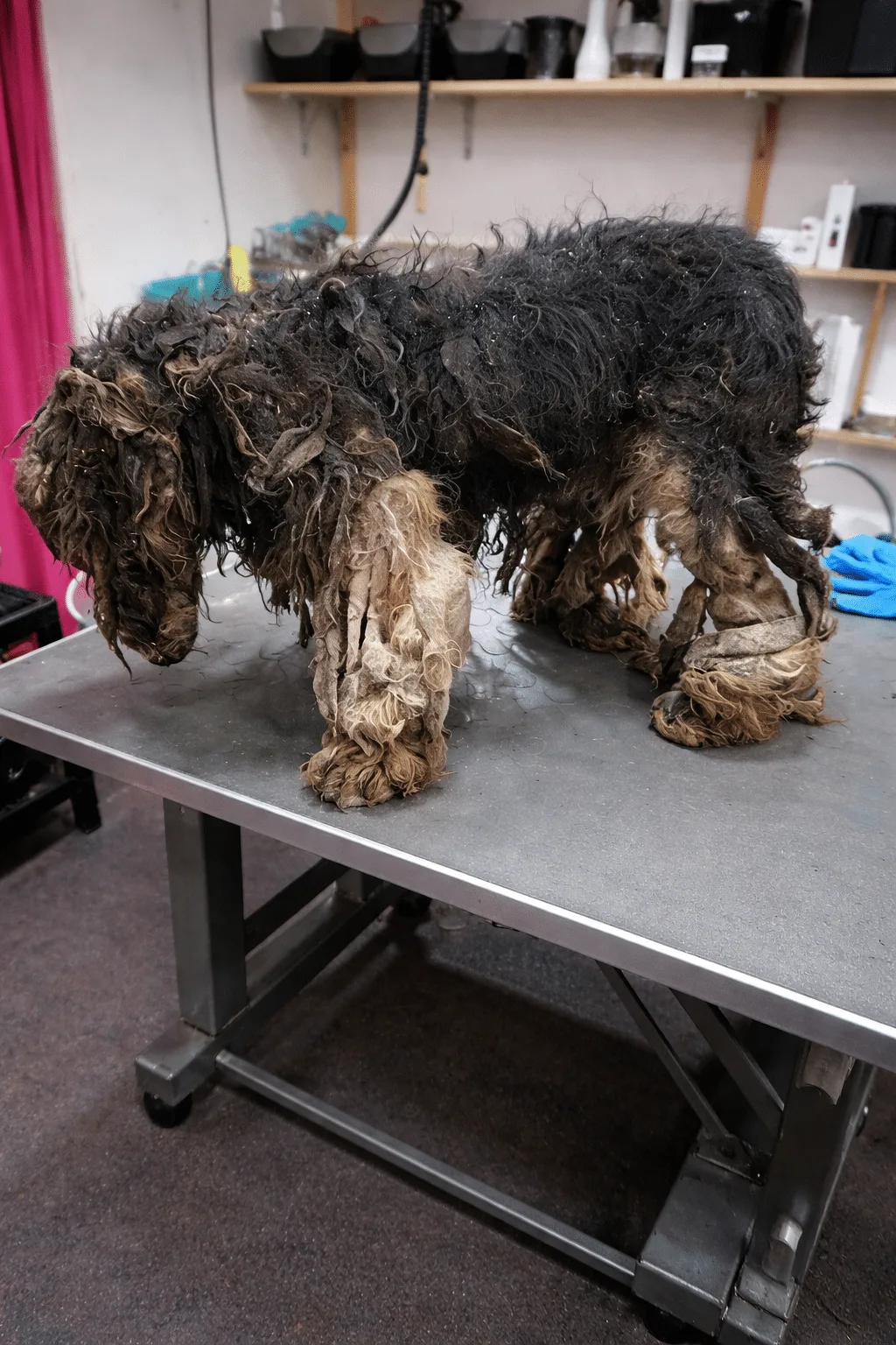 Silent Under A Heavy Coat Of Hardened Fur, A Tiny Dog Stopped Responding Mid-Rescue