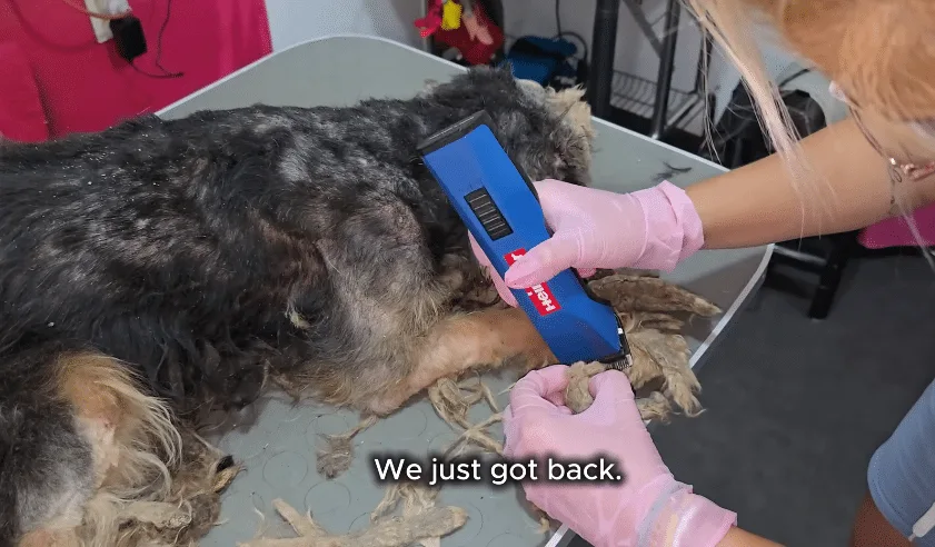 Small dog resting quietly at the rescue center after much of his matted coat was removed