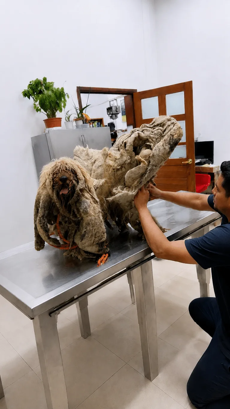 Sonador Could Barely Move Beneath Years of Matted Fur — Then the Scale Revealed How Much He Was Carrying