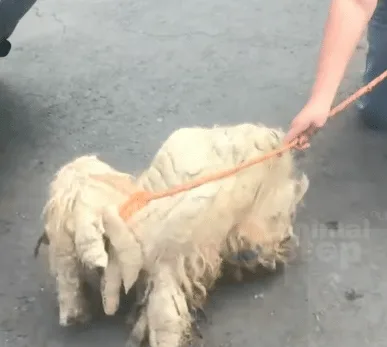 A rescued dog with a freshly trimmed coat resting calmly after treatment at a clinic