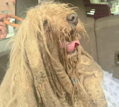 A gentle dog walking with more ease after his rescue from a rooftop