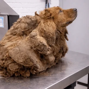 Sprout Was Buried Under Filthy, Tangled Fur — Then Rescuers Lifted 32 Pounds Away