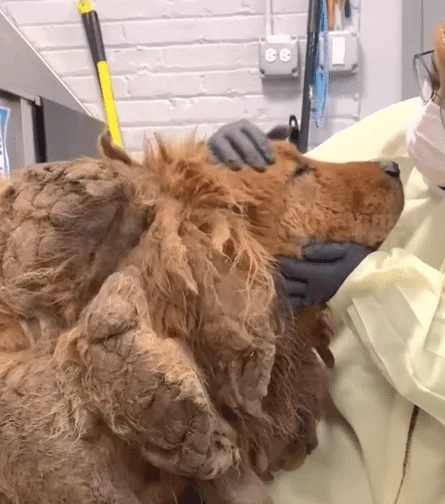 A gentle dog lifting his head after his matted coat was removed