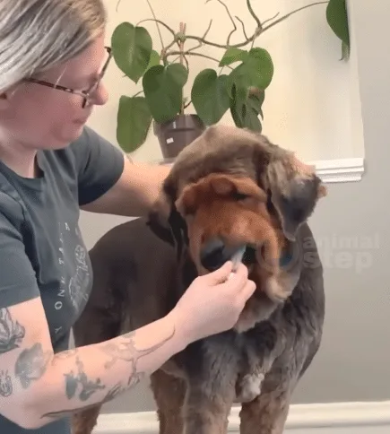 A happy foster dog enjoying a yard and affection after recovery