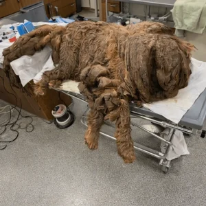 Sprout Was Carrying Nearly 15 Kilograms Of Matted Fur — Then Rescuers Began Clipping Her Free