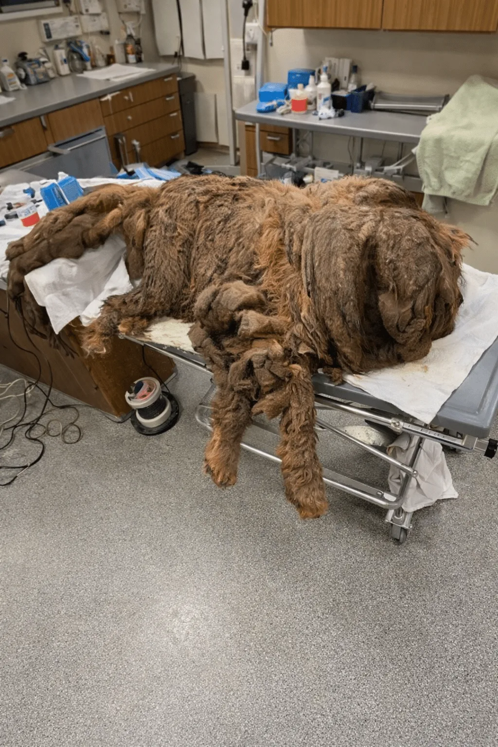 Sprout Was Carrying Nearly 15 Kilograms Of Matted Fur — Then Rescuers Began Clipping Her Free