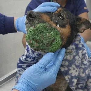 Strangers Looked Away From The Growth On Thamos's Face — Then One Rescue Made Them Look Closer