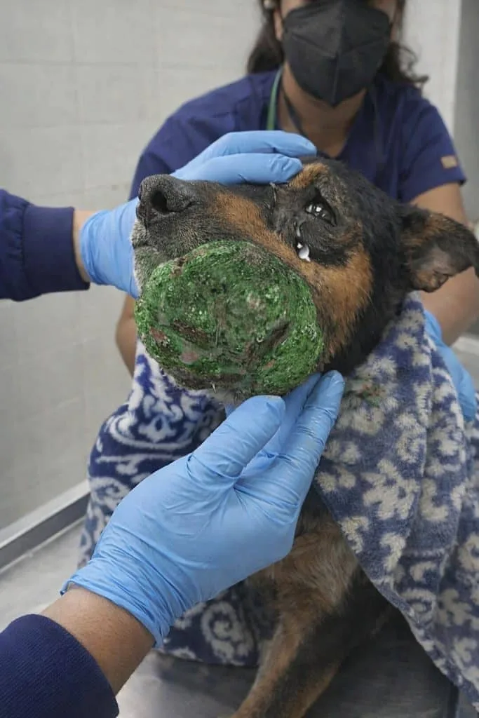 Strangers Looked Away From The Growth On Thamos's Face — Then One Rescue Made Them Look Closer