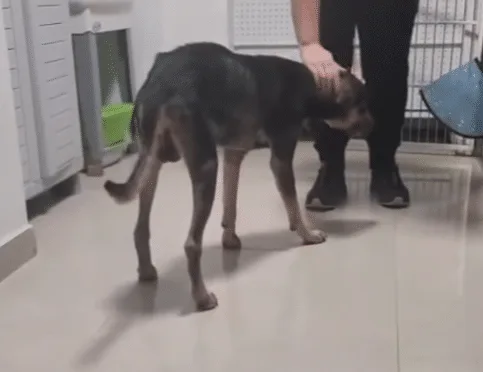 Thamos during the lead-up to and recovery from his surgery