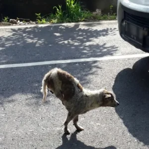 Taro Never Stopped Walking on Twisted Legs — Then One Person Finally Stopped to Look