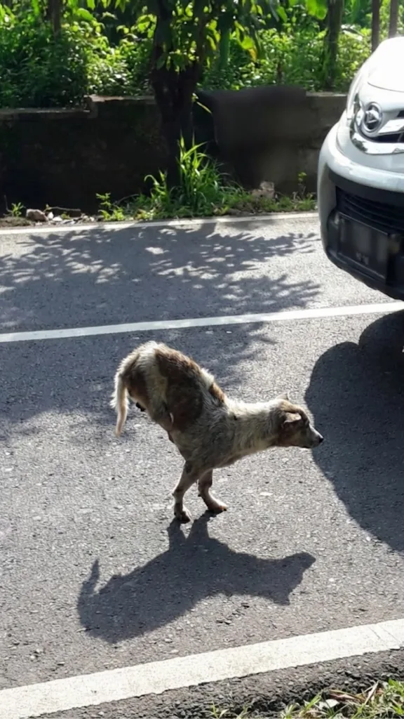 Taro Never Stopped Walking on Twisted Legs — Then One Person Finally Stopped to Look