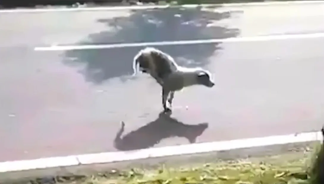 A wary injured dog moving along a dirt road, keeping his head low