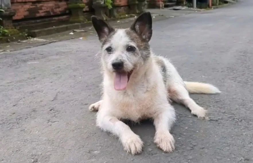 A rescued dog with crooked back legs resting calmly after receiving gentle care