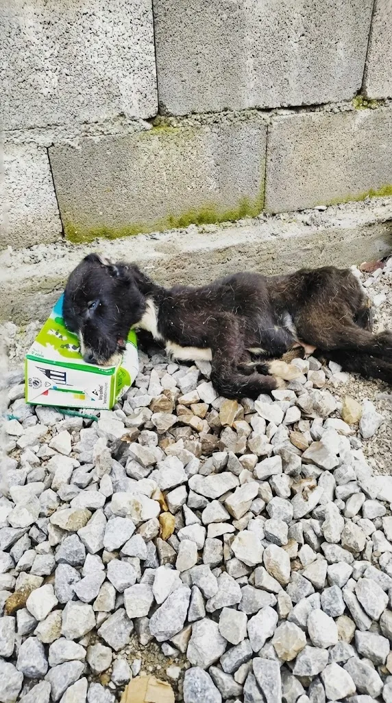 Three-Month-Old Adam Lay Motionless On A Cold Street — Then The X-Ray Revealed Why